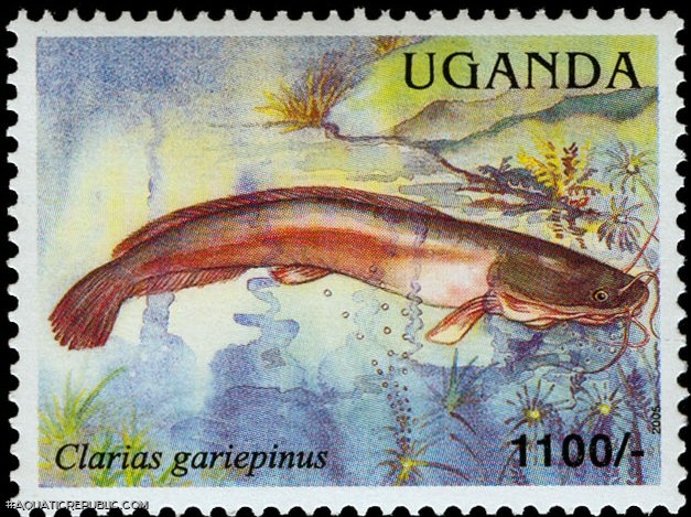 Clarias gariepinus