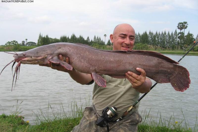 Clarias gariepinus