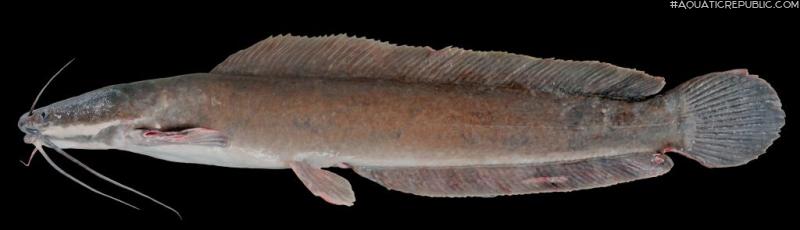 Clarias gariepinus