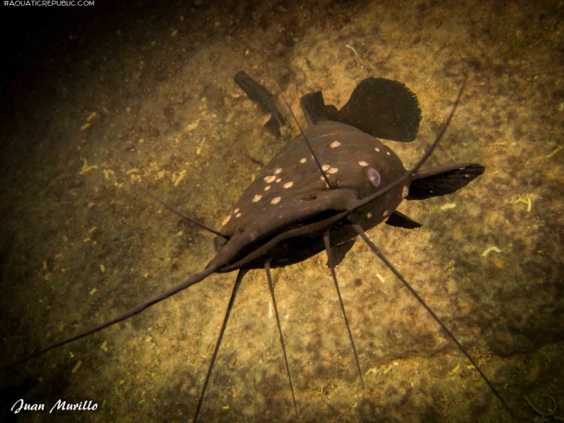 Clarias gariepinus