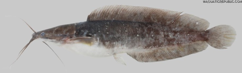 Clarias macrocephalus