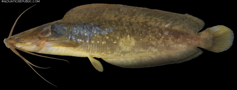 Clarias macrocephalus