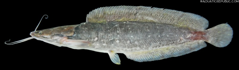 Clarias macrocephalus