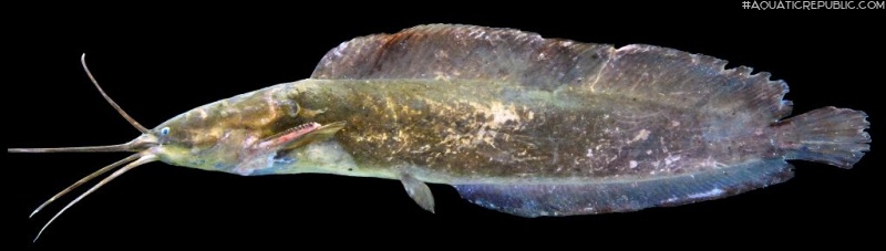 Clarias meladerma