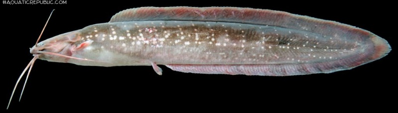 Clarias nieuhofii