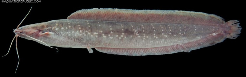 Clarias nieuhofii