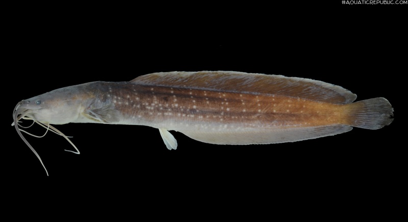 Clarias rennyae