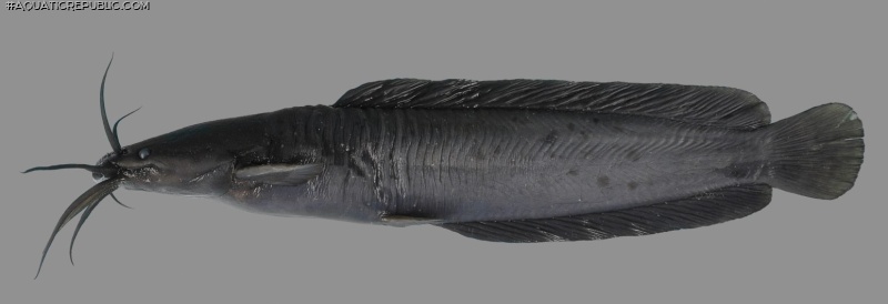 Clarias serniosus