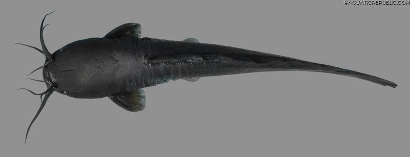 Clarias serniosus