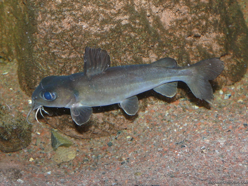 Chrysichthys sp. (1)