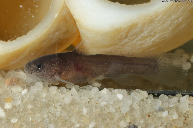 Lophiobagrus sp. (1)