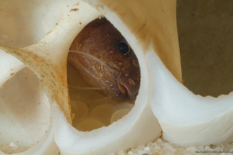 Lophiobagrus sp. (1)