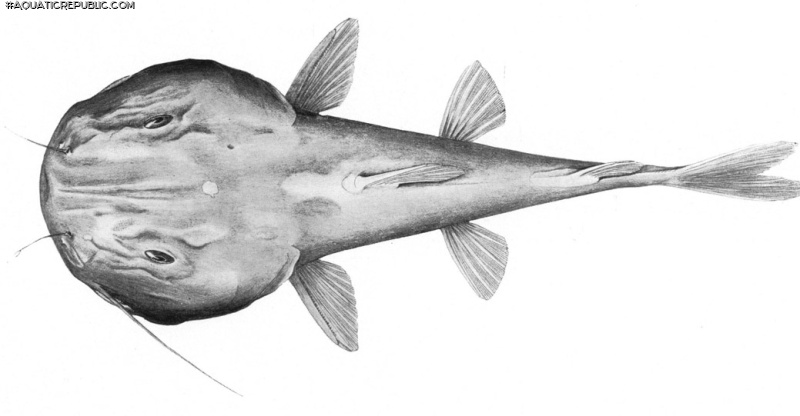 Pardiglanis tarabinii