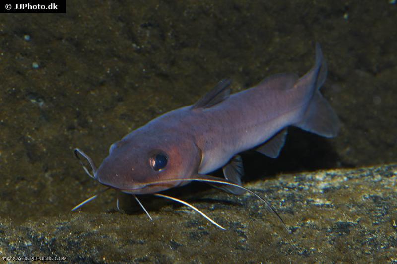 Phyllonemus filinemus