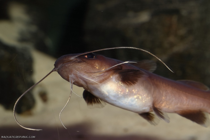 Phyllonemus filinemus