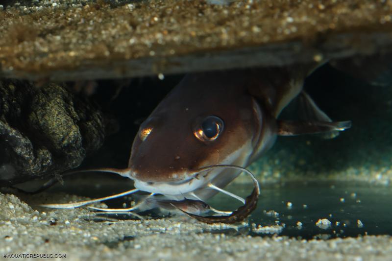 Phyllonemus typus