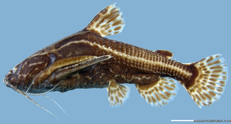 Acanthodoras cataphractus