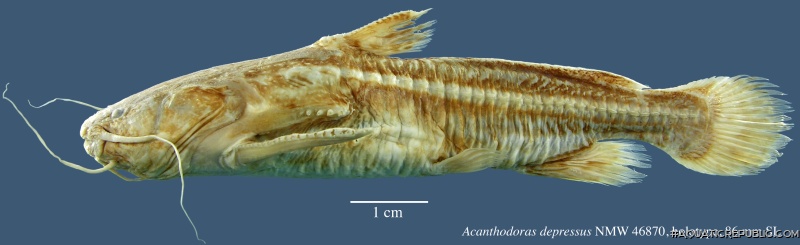 Acanthodoras depressus