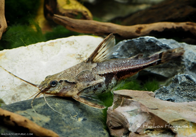 Amblydoras nauticus