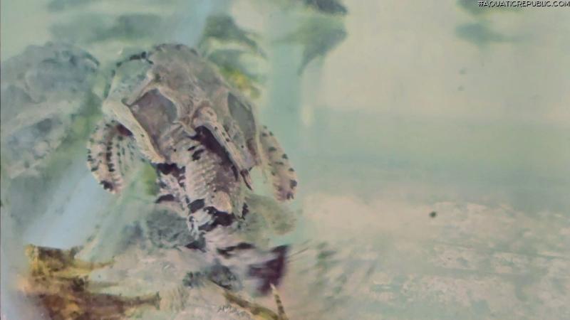 Hypodoras forficulatus