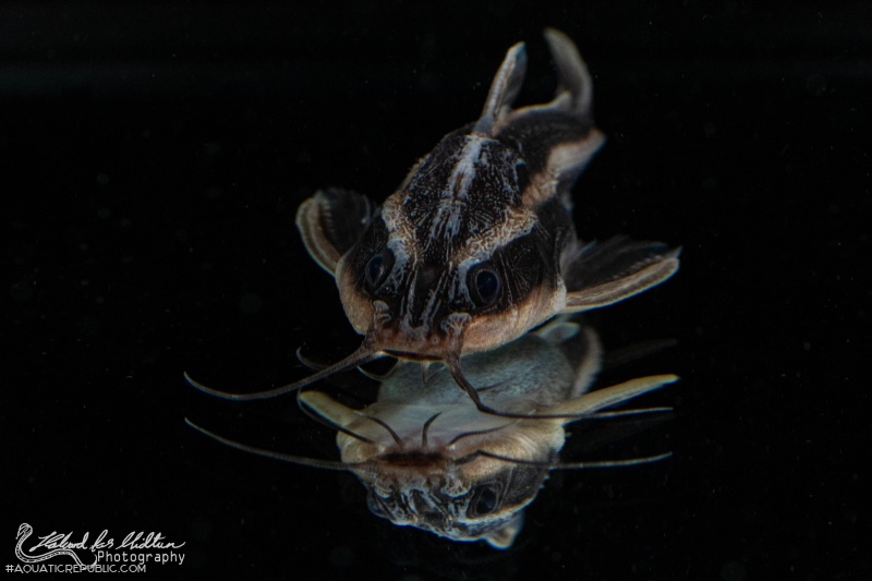 Platydoras armatulus