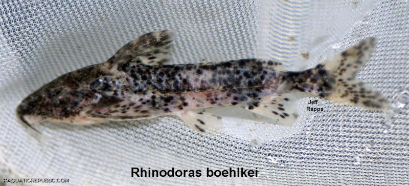 Rhinodoras boehlkei