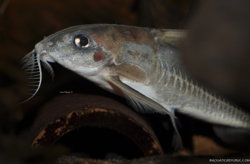 Tenellus cristinae