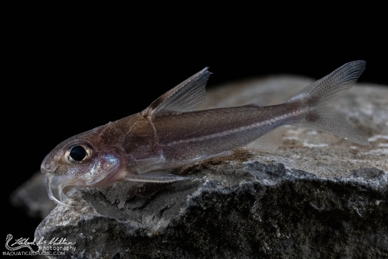 Tenellus leporhinus