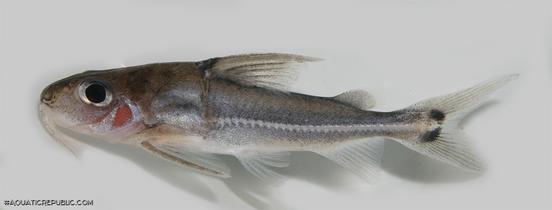 Tenellus leporhinus