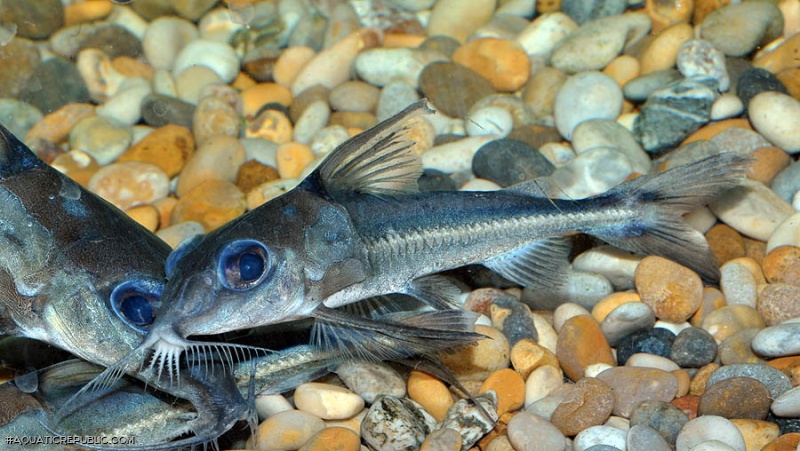 Tenellus ternetzi