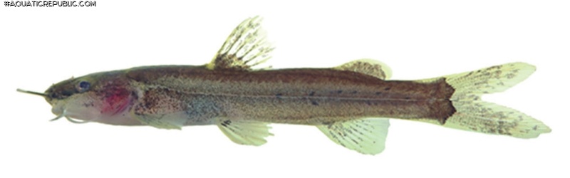 Cetopsorhamdia sp. `RIO TARUMA`