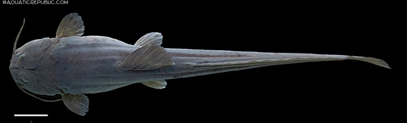 Heptapterus carnatus