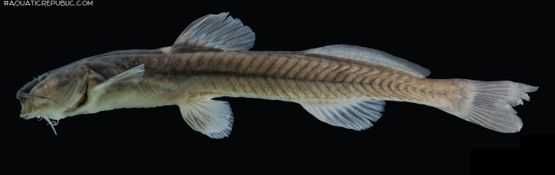 Magdalenichthys lundbergi