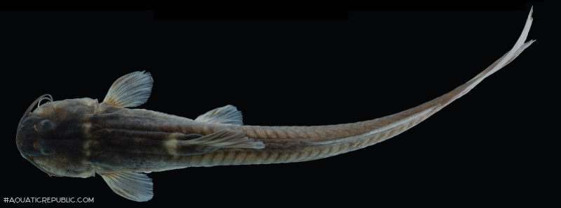 Magdalenichthys lundbergi