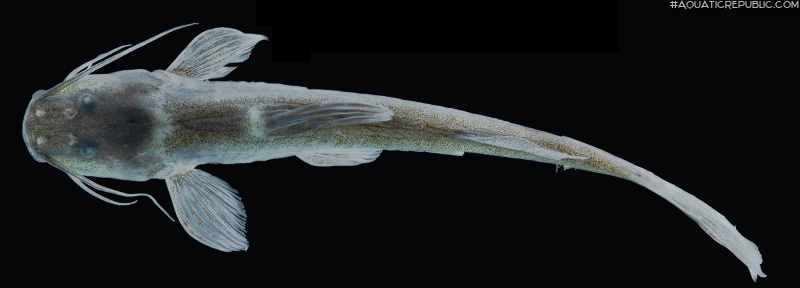 Magdalenichthys mompox
