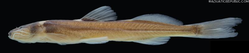 Magdalenichthys poira