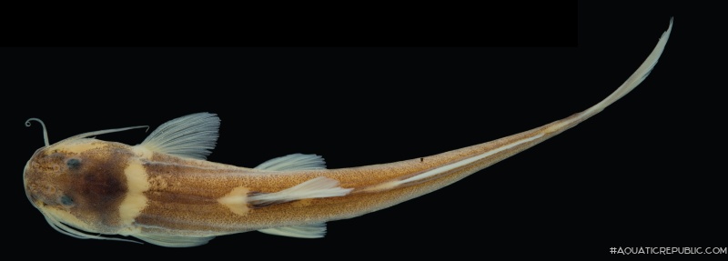 Magdalenichthys poira