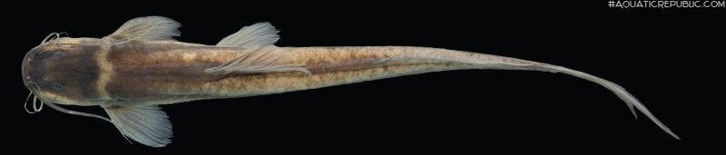 Magdalenichthys yariguies