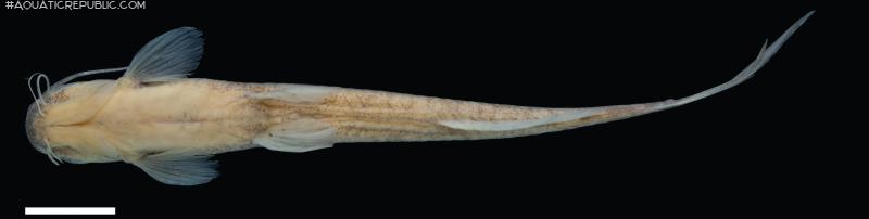 Magdalenichthys yariguies