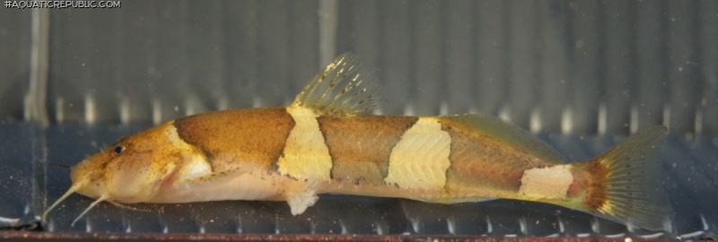 Nannoglanis fasciatus
