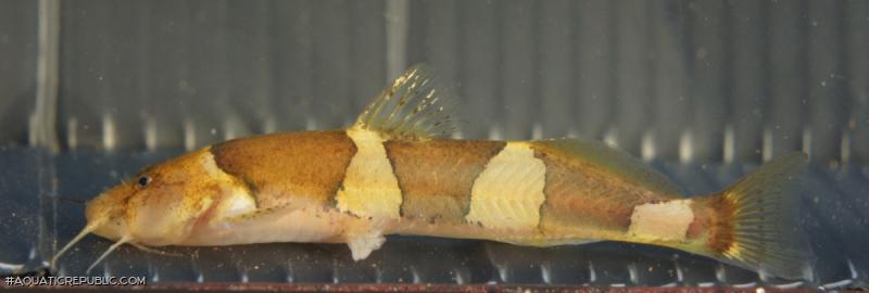 Nannoglanis fasciatus