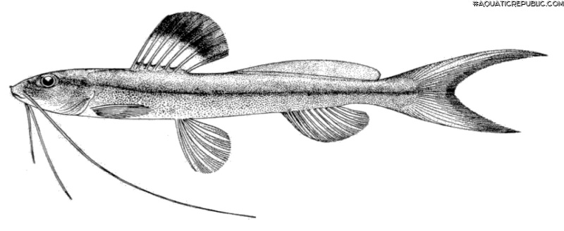 Pimelodella leptosoma