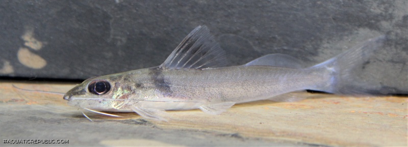 Pimelodella sp. `RIO VENTUARI`