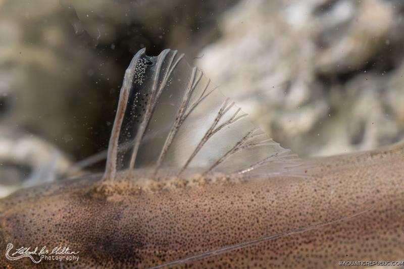 Pimelodella sp. `RIO VENTUARI`