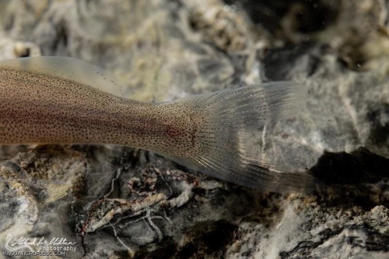 Pimelodella sp. `RIO VENTUARI`
