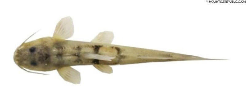 Rhamdioglanis frenatus