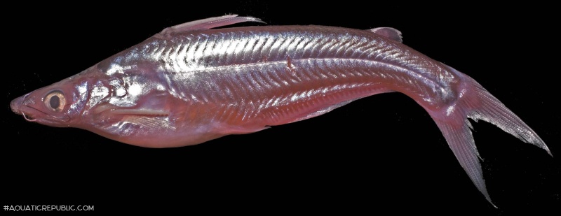 Pachypterus atherinoides
