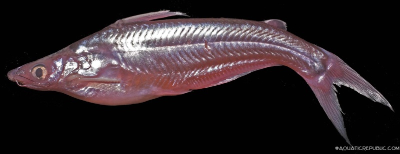 Pachypterus atherinoides