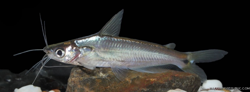 Pachypterus khavalchor