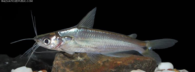 Pachypterus khavalchor